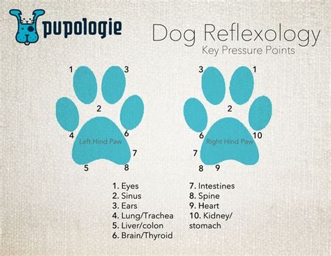 Dog Reflexology - Key Pressure Points