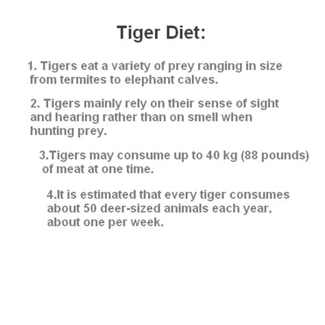 Tiger Diet,What do Tigers eat.? | nayef050