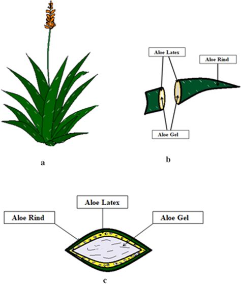 a Overview of Aloe vera plant, b Longitudinal section of Aloe vera leaf ...