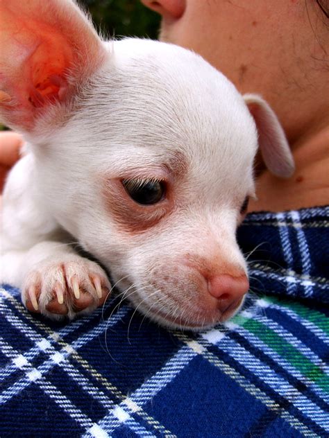 Teacup Chihuahua by hexihash on DeviantArt