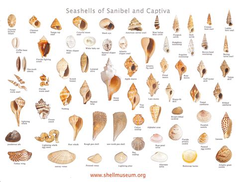 She Sells Seashells by the Seashore.. | Sanibel shells, Shell beach ...