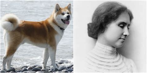 Helen Keller had a Japanese Akita dog named Kamikaze-go; She was the first to bring an Akita dog ...