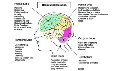 The structure Brain carries out functions like thinking, emotions,... | Download Scientific Diagram