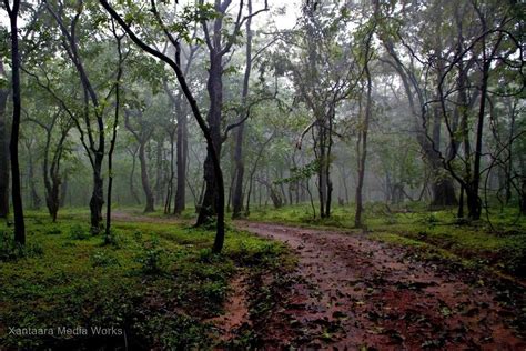 Wildlife and Birds at Bhagwan Mahaveer Wildlife Sanctuary, Goa