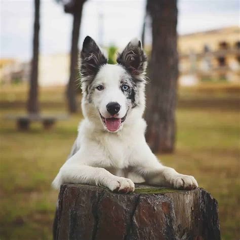 69+ Border Collie Australian Shepherd Dog Mix Photo - Codepromos