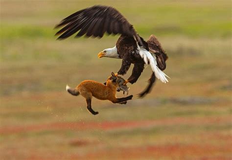 Watch: Bald eagle battles fox for rabbit in skies above San Juan Island ...