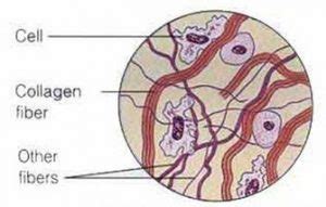 Jaringan Penyokong pada Hewan beserta Gambarnya - DosenBiologi.com