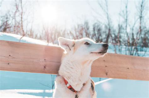 100+ Dogs Pictures | Download Free Images on Unsplash | Dog pictures, White dog breeds, Free dog ...