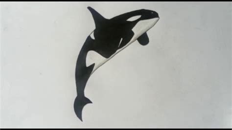 Killer Whale Drawings Kids