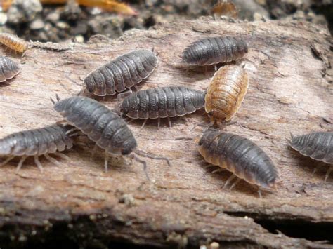 Which would a woodlouse prefer? - Data Nuggets