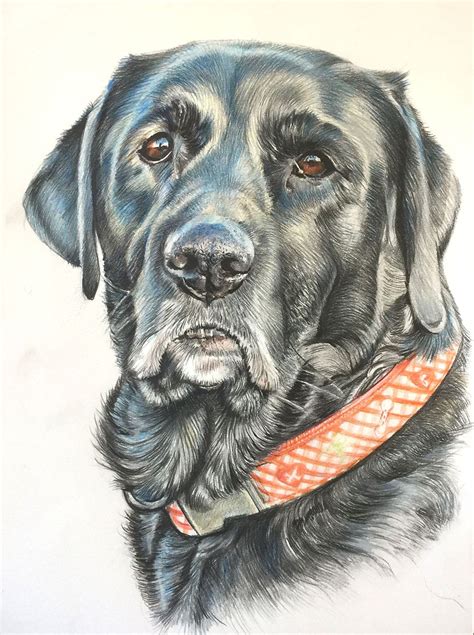 Creta, senior black labrador. Farbstiftzeichnung / colored pencil drawing. Auftragsarbeiten ...