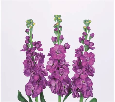 Stock Iron Blue Flower Seeds at Rs 1850.00 | लोहे का फूल, आयरन फ्लावर ...