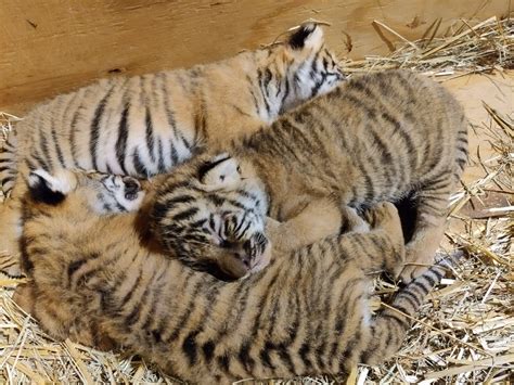 Little Rock Zoo Malayan tiger cub triplets turn one | KARK