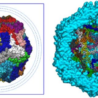 The initial structure of the capsid: a) the overview with the ...