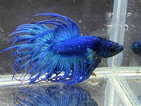 Betta Fish Black Gills – How To Tell When There’s a Problem - Guppy Nepal