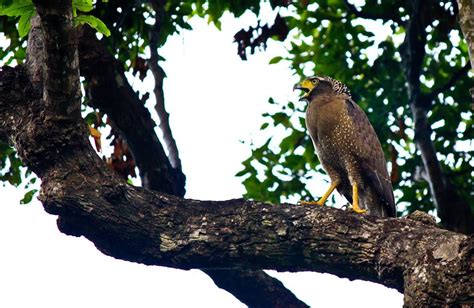 BIRD FAUNA IN SON TRA PENINSULA, DA NANG - Green Viet