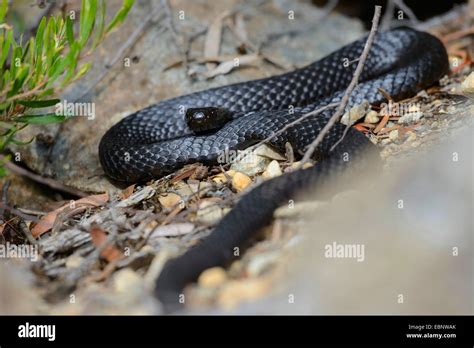 Tasmanian tiger hi-res stock photography and images - Alamy