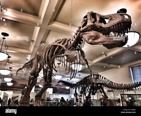 Tyrannosaurus rex or T-Rex at the American museum of natural history in ...