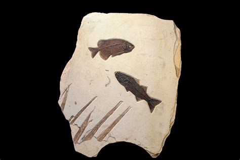 42" Tall Green River Fossil Fish "Mural" - Authentic Fossils For Sale (#132128) - FossilEra.com