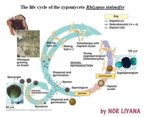 The life cycle of the zygomycete Rhizopus stolonifer