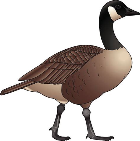 clip art canadian goose 20 free Cliparts | Download images on ...