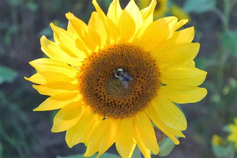 Sunshine and Sunflowers • Adirondack Girl @ Heart