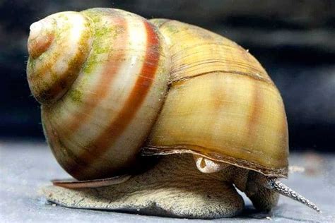 Japanese Trapdoor Snail – Detailed Guide: Care, Diet, and Breeding ...