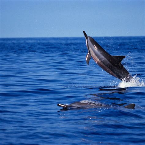 Why do spinner dolphins spin? - Discover Wildlife