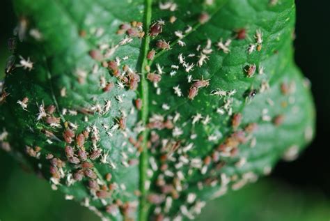 TOMATO WORLD: Aphids (in a friend's garden)