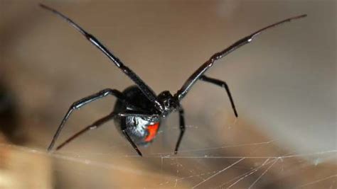 Black Widow Spider Facts for Kids • Kids Animals Facts