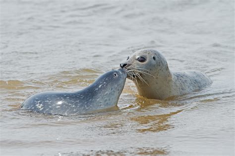 Baby seals are born with a sense of rhythm | Popular Science