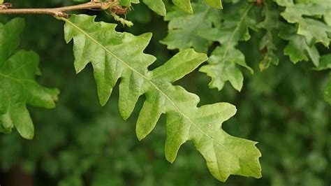 Turkey Oak (Quercus cerris) - British Trees - Woodland Trust