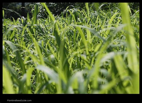 How to Plant Egyptian Wheat A Step-by-Step Guide - Plant And Seed Guide