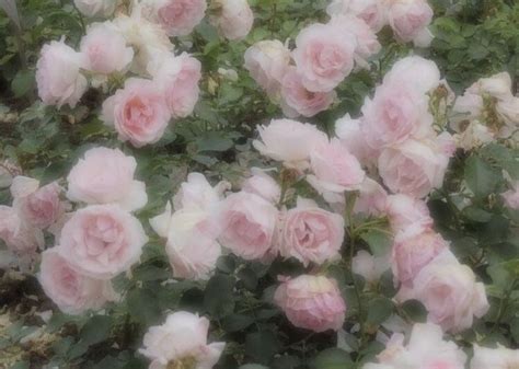 roses 🥀【2022】 | ピンクの美学, おしゃれな壁紙背景, ヴィンテージピンク