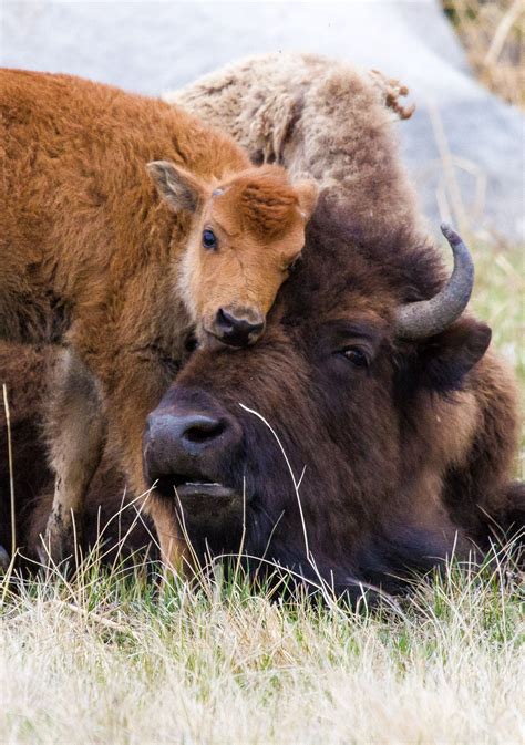 Where to see Yellowstone's cutest inhabitants! | Фотографии животных ...