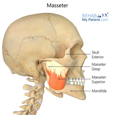 Muscle Action Insertion And Origin - Gibson Gumilar