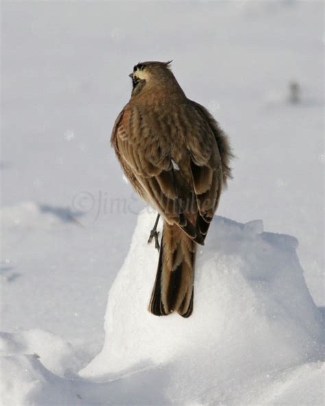 Horned Lark - Window to Wildlife - Photography by Jim Edlhuber