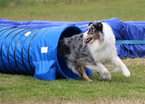 5 Best Dog Agility Tunnels to Get Your Pup Moving!