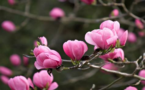 Wonderful Pink Magnolia Flowers : Wallpapers13.com