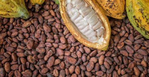 Gov’t Looks For $1.5b To Buy Cocoa Beans