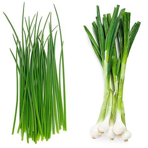 Chives vs. Green Onions | Types of onions, Green onions, Chives