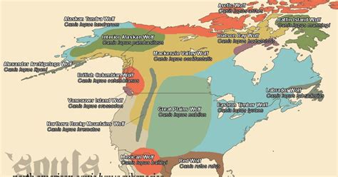 Abe's Animals: Non-accurate gray wolf range map in North America