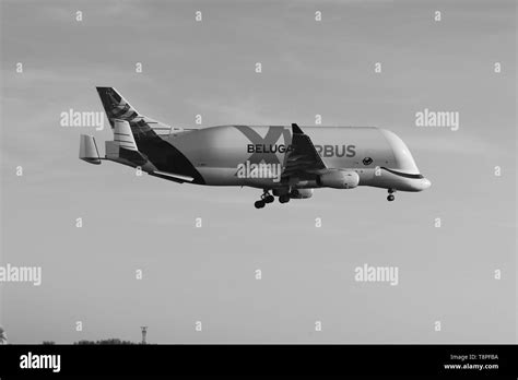 Airbus new Beluga XL landing for the first time at Hawarden airport Stock Photo - Alamy