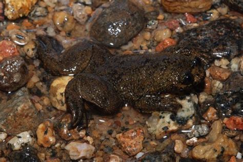 World's only lungless frog: The Barbourula kalimantanensis, a little frog with big eyes, has no ...