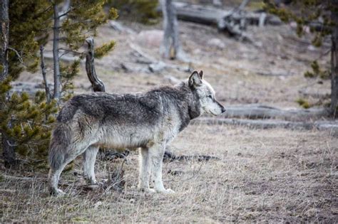 6 National Parks Where You Can See Wolves in America