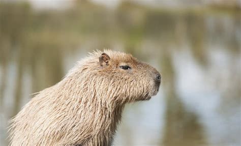 Herd Of Capybara From Pantanal, Brazil Stock Photo - Image of latin, matogrosso: 81274974