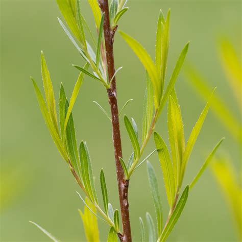 Store — Salix exigua – Sandbar Willow — Ontario Native Plant Nursery ...