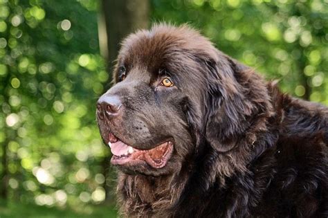 Brown Newfoundland Brown Newfoundland Dog, Rip Love, Best Dogs, Labrador Retriever, Cute Animals ...