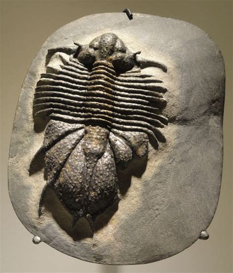 4573 best Fossils images on Pinterest | Fossils, Paleo and Geology