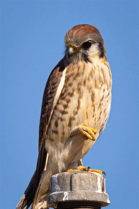 Kestrel Falcon : r/birds